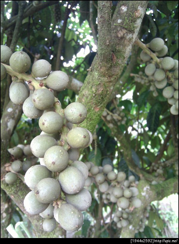 ลองกองที่บ้าน อู้ววววว