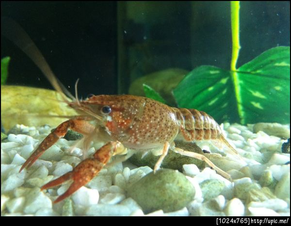 น้องกุ้งสีสดสวยน่าหม่ำ