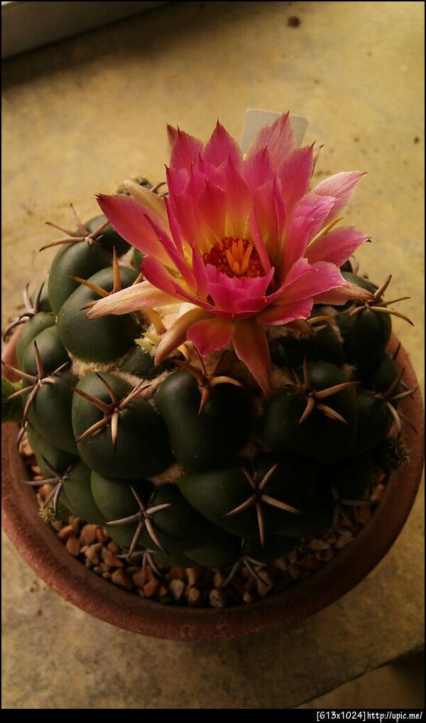 ดอกแคคตัส