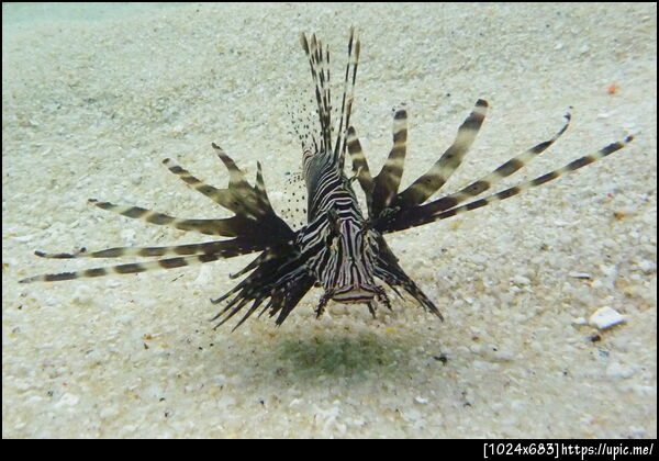รูปปลาสิงโต (Lionfish) ถ่ายจากหาดเกาะอาดัง