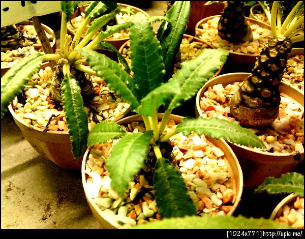 ทดสอบ oauth echo upicshare