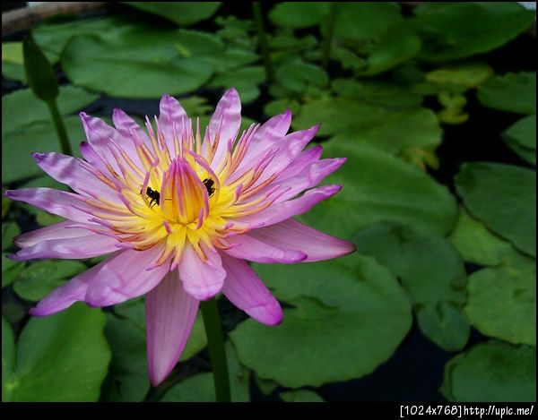 กล้องมือถือ