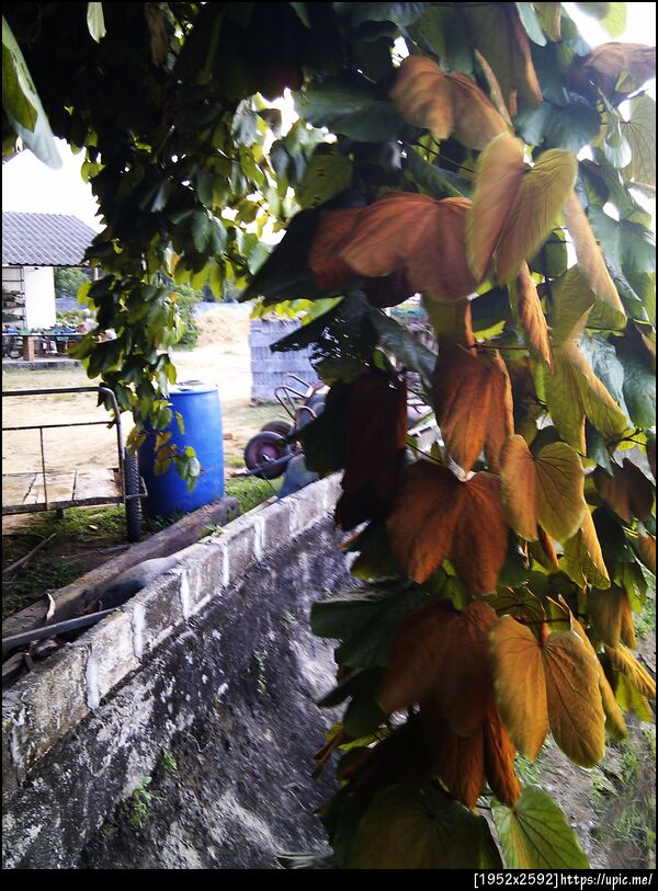 ใบไม้สีทอง