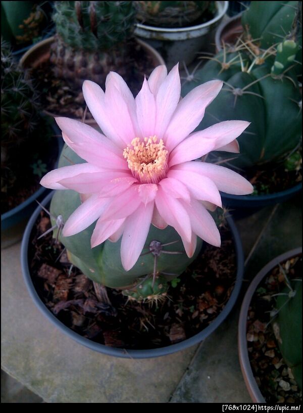 ดอกแคคตัสที่บ้าน