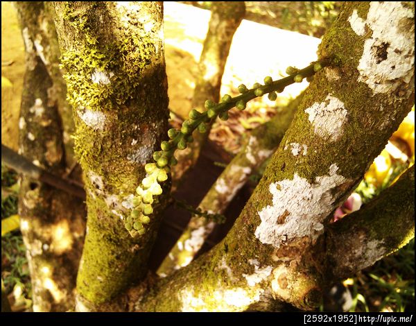 ช่อดอกลองกองตูม