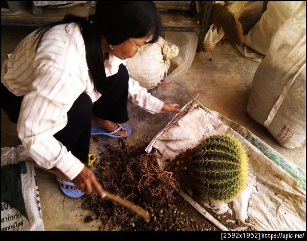 เปลี่ยนกระถาง