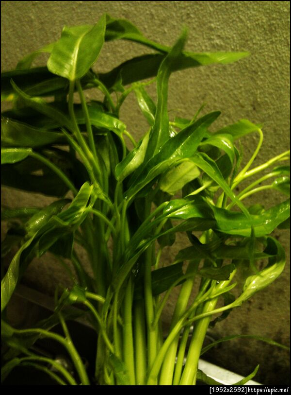 มื้อเย็นวันนี้ ผักบุ้ง(กำลังจะ)ลวก