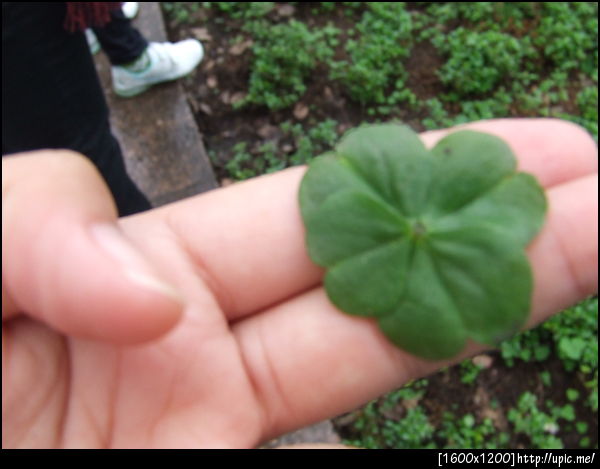 ใบโคลเวอร์4แฉก เจอที่กุ้ยหลิน Luckey Clover ^ ^