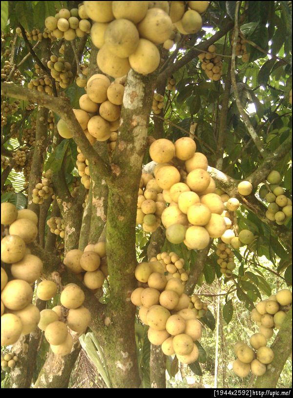 ลองกองไหมล่ะ