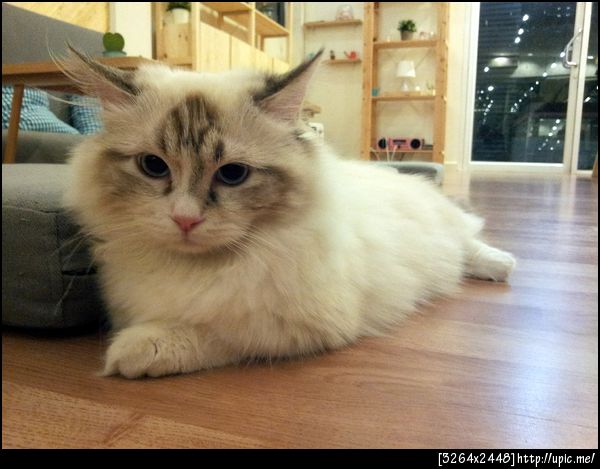 เมี๊ยววววววววววววว