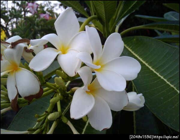 กล้วยไม้ by htc magic