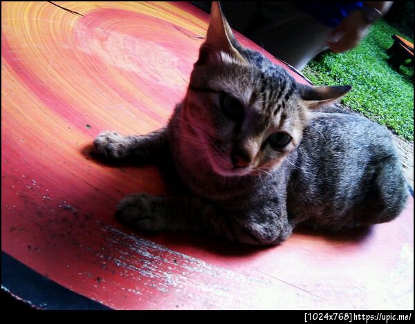 เมี๊ยวๆ ที่รีสอร์ท #TARADouting