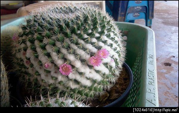 โอ๊ส สวยยยบ