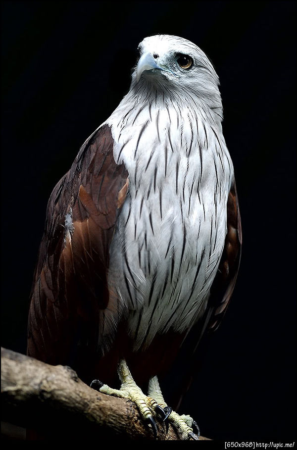 เหยี่ยวแดง 