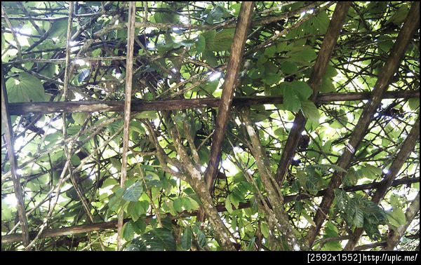 ซุ้มต้นไม้หน้าบ้านมุมเงย