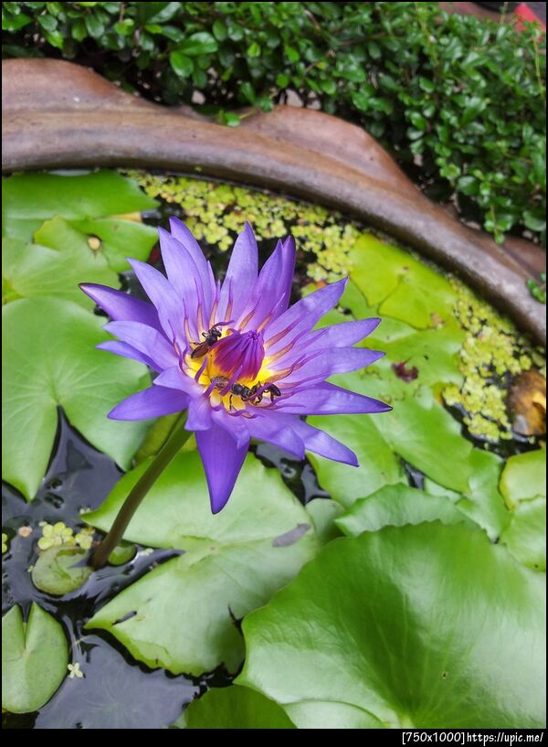 รูปถ่ายจากโทรศัพท์มือถือ