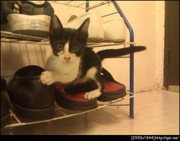 เมี้ยววววว cc @ncpeak