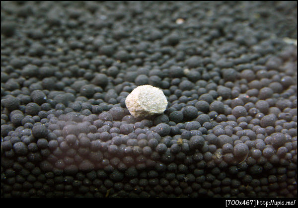 ff num02 fish food series