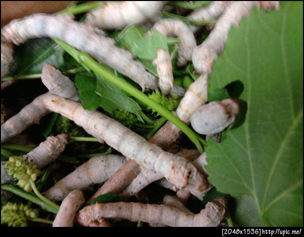 just for you @scribbit !