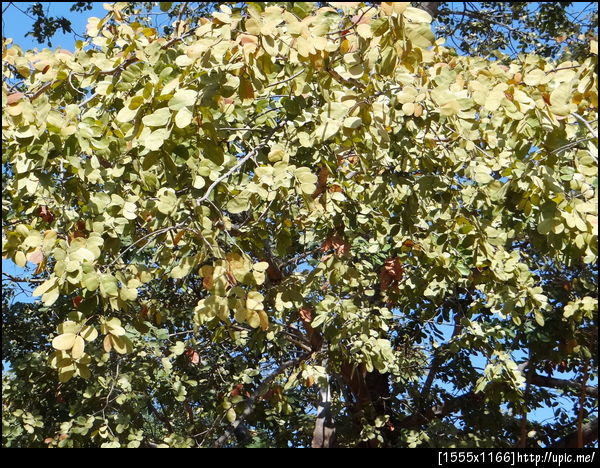 140 แต้ : ใบแต้