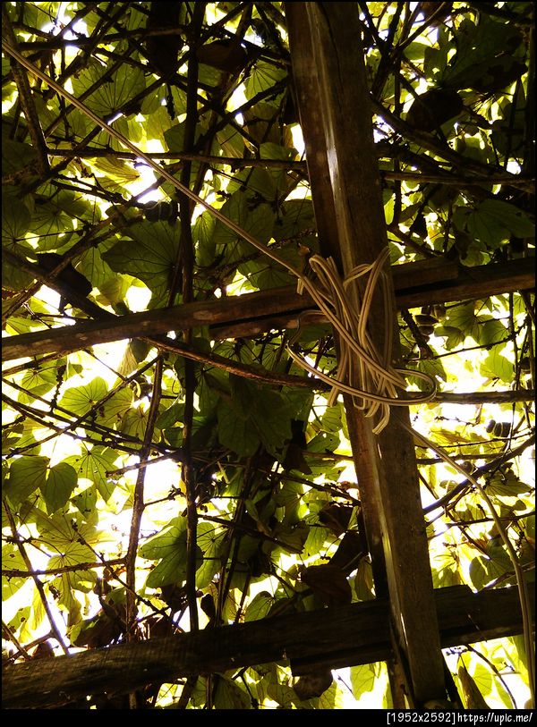 เงยหน้ามองฟ้า