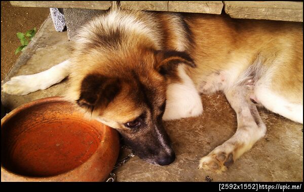 น้องหมาบางแก้วพันธุ์ทางที่บ้าน