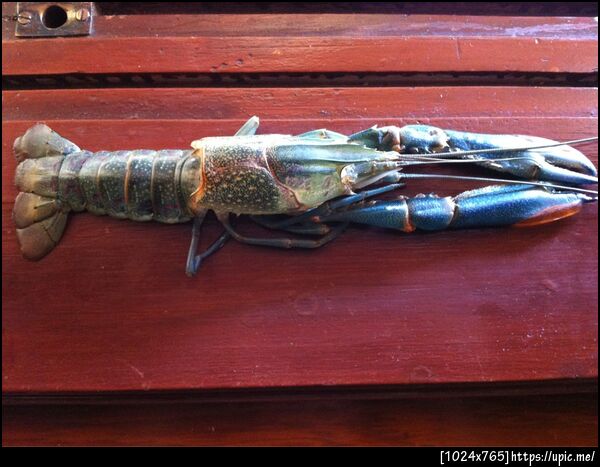 กุ้งตัวใหญ่ลอกคราบ