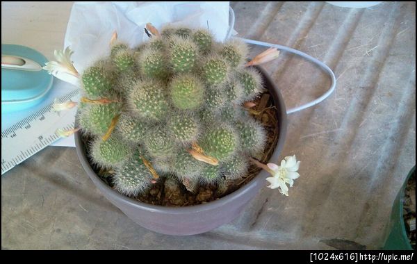 หัวและดอก