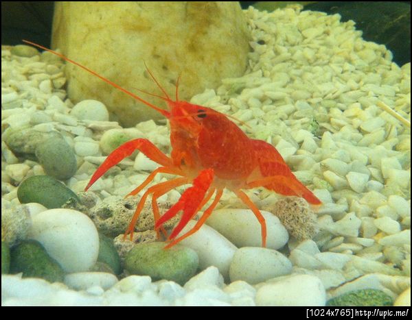 น้องกุ้งชุดใหม่ตัวแดงมาก เหมือนต้มมาเรียบร้อย น่าหม่ำสุดๆ