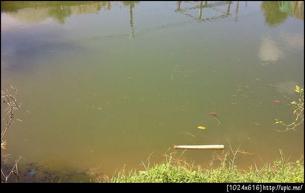 เมื่อกี้ปลาตัวใหญ่มาก ถ่ายไม่ทันอะ