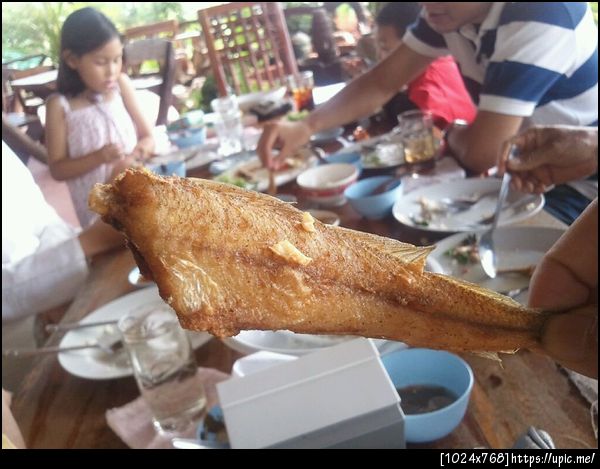 ปลาเห็ดโคน