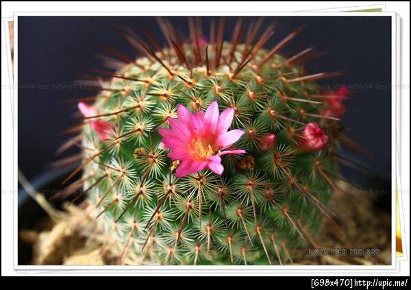 หนามแบบว่า