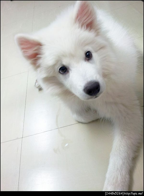 เนี่ยๆ ขนฟูๆๆๆๆ >//< อรั๊งงงง @happy_inox