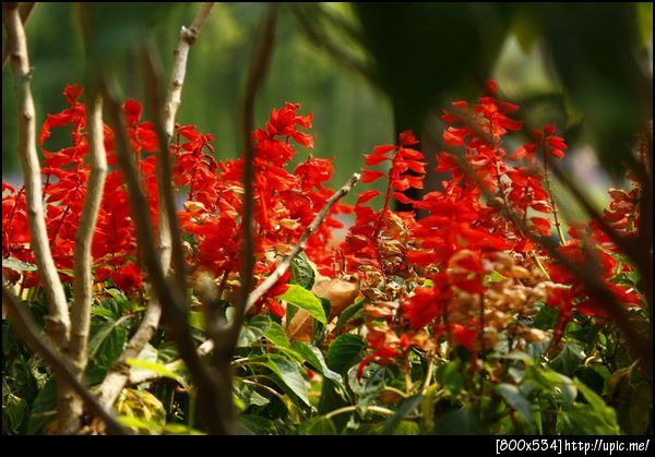 ดอกไม้ รีสอร์ท