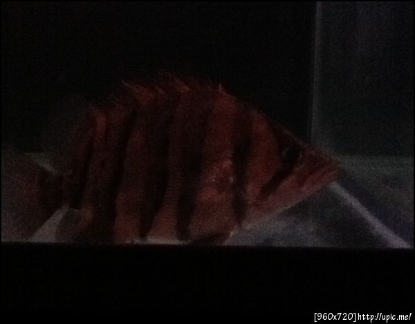 3.ปลาเสือตออินโด1000-