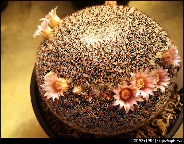 ดอกแคคตัส