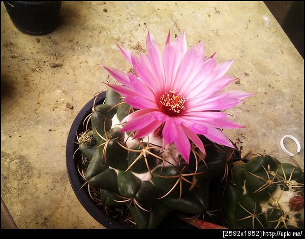 ถึงบ้านก้เจอดอกนี้บานอยู่ สวยๆ