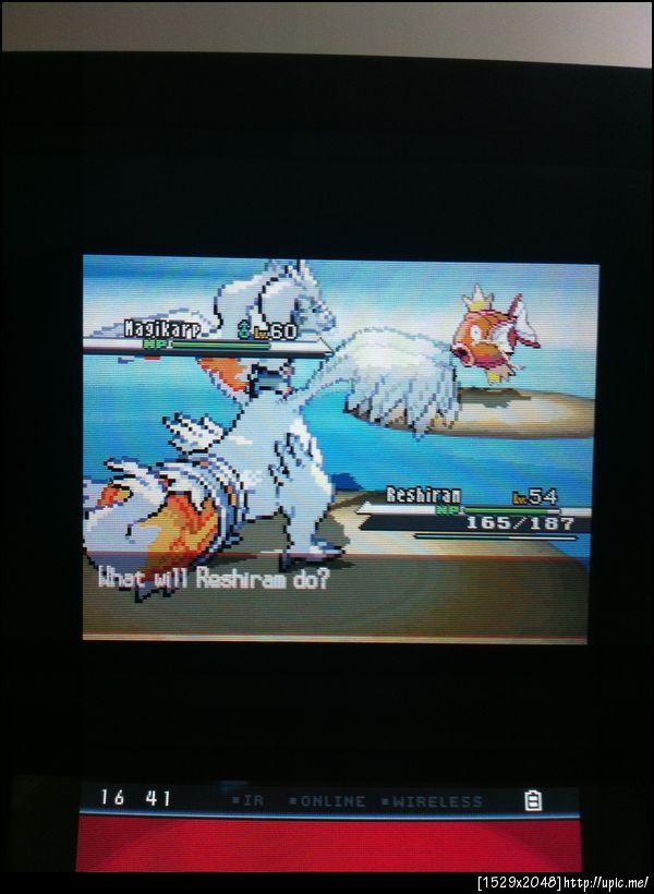 มันต้องการไรวะเลี้ยงคอยคิงยัน 60 6ตัว