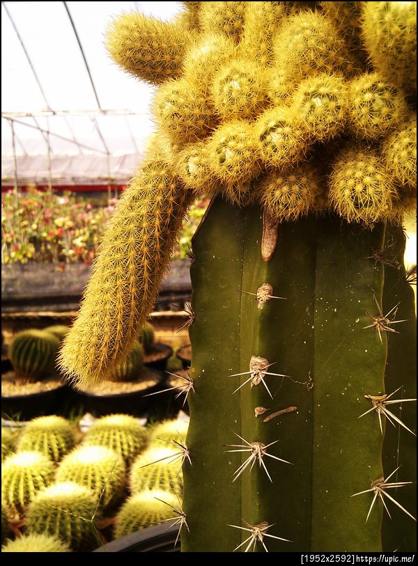 นิ้วทอง เอ๊ะ