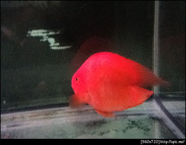 4.จั้มโบ้ กลมใหญ่ 2000