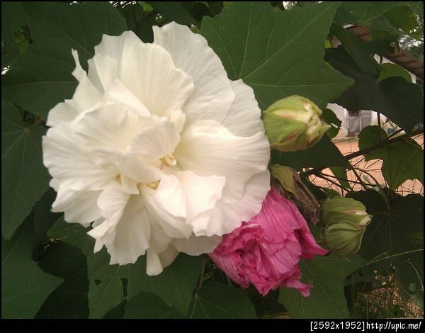 ดอกพุดตานยามเช้า เดี๋ยวเที่ยงๆ มาถ่ายอีกรอบ