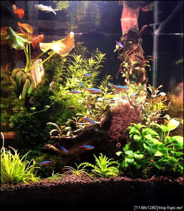 aquarime peebowl