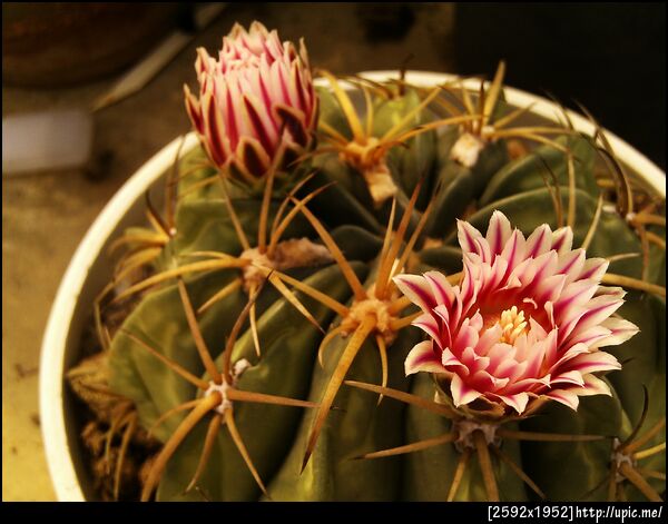 ดอกแคคตัส