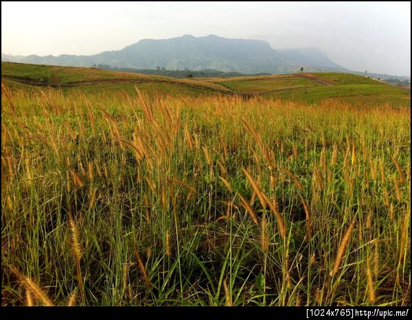 ทุ่งหญ้าเขาค้อ อากาศดีมากมาย หน้าร้อนแต่อากาศเหมือนหน้าหนาว