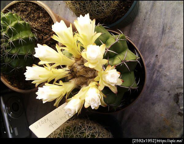 จะบานแล้ว