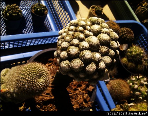 โอววววว หัวหัวๆ