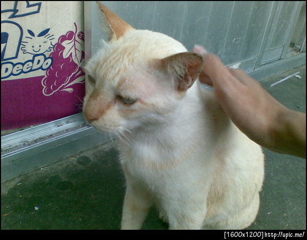 The บาร์ใหม่ white cat