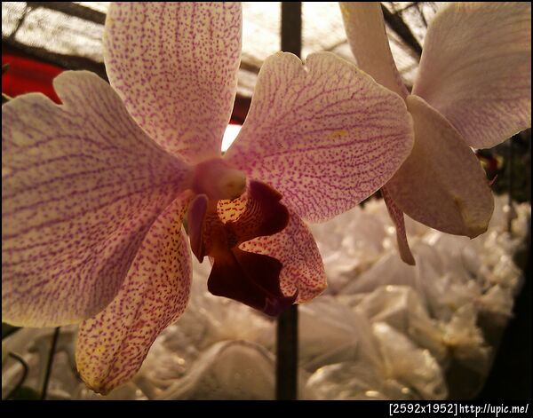 ดอกแคคตัส เอ้ย กล้วยไม้ตะหาก