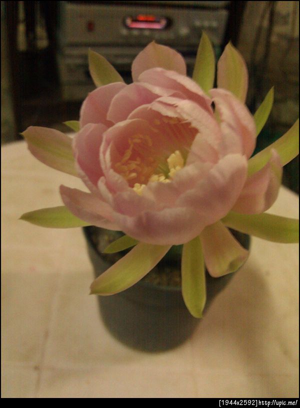 ดอกแคคตัสบานยามดึก