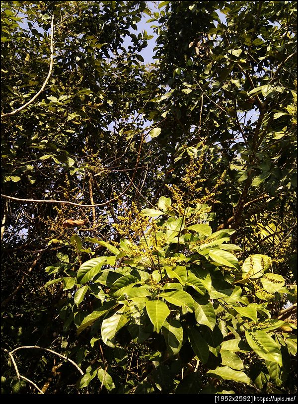 เงาะก็ออกดอก